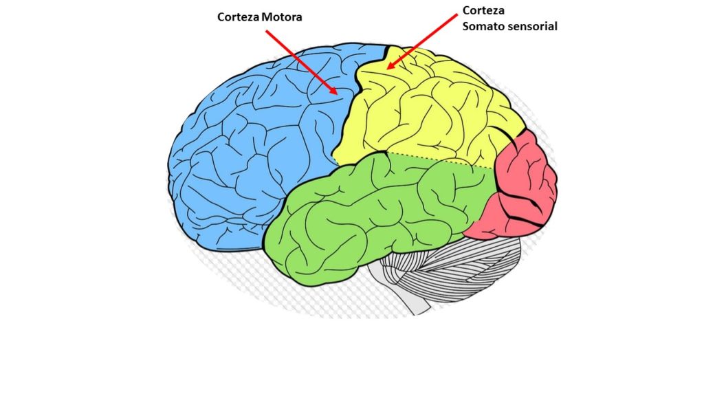 Diagrama del cerebro mostrando las corteza motora y la corteza senso motora