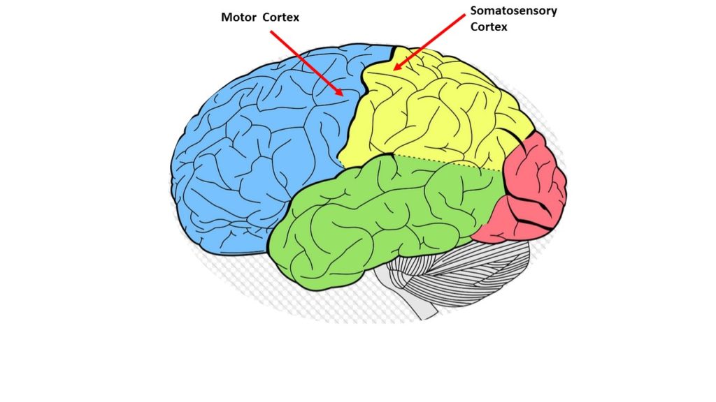 Brain diagram showing the motor and somato-sensory cortex