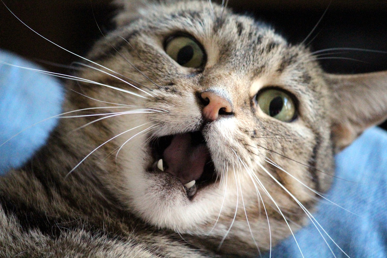 La cara de un gato con expresión de sorpresa 